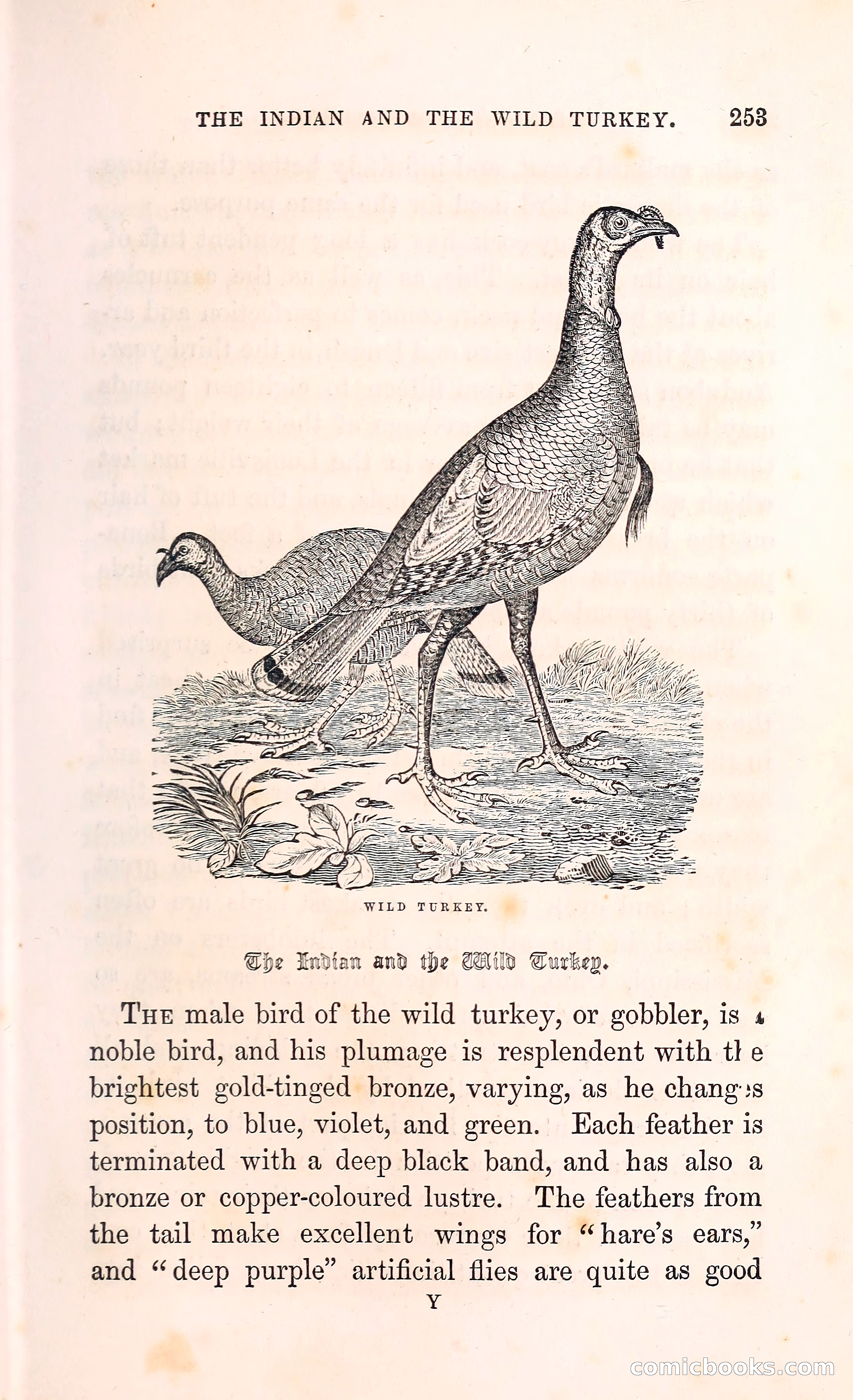 Thrilling Adventures Among the Indians — page 266 of 396