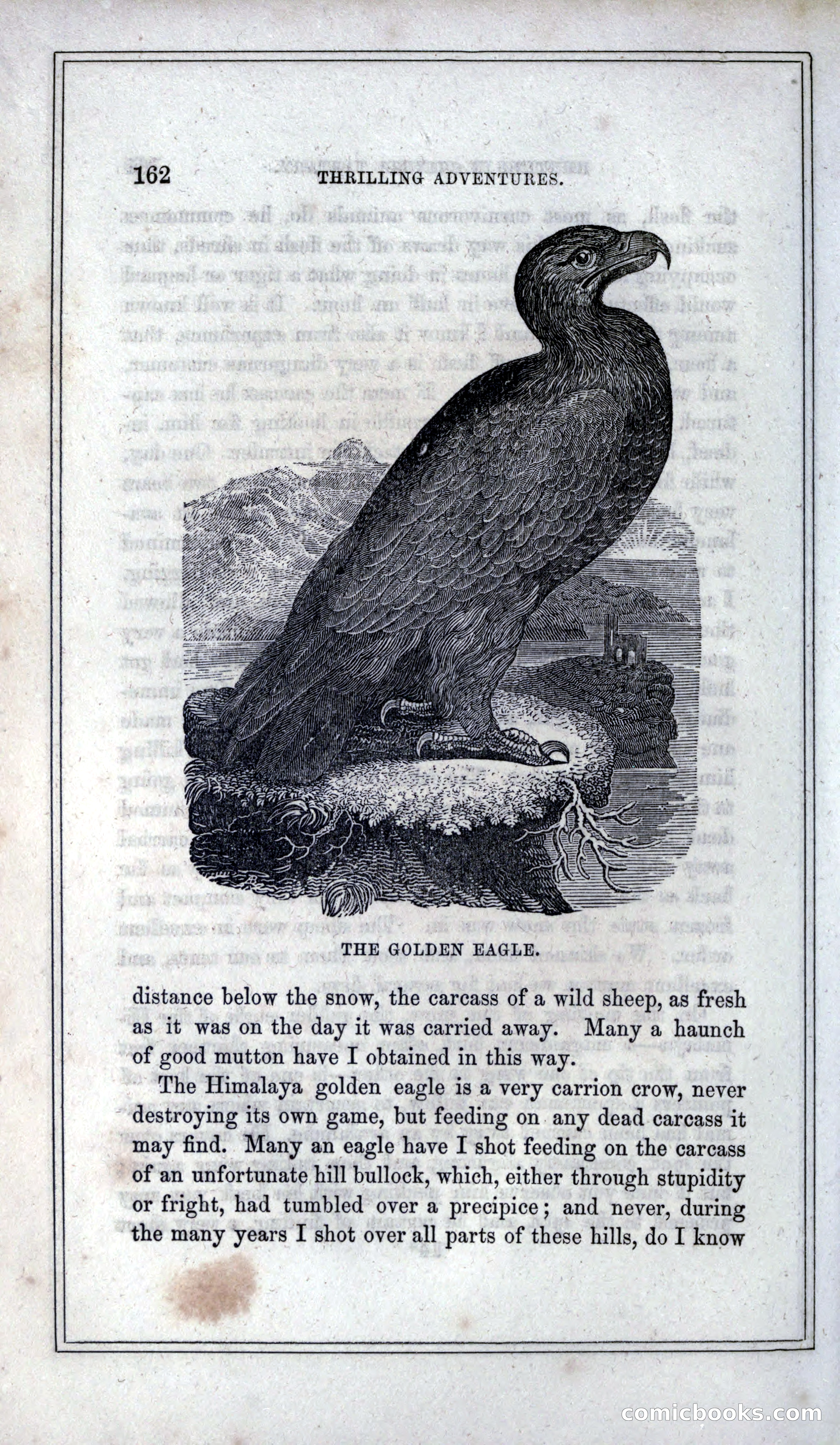 Thrilling Adventures of Hunters, in the Old World and the New — page 174 of 399