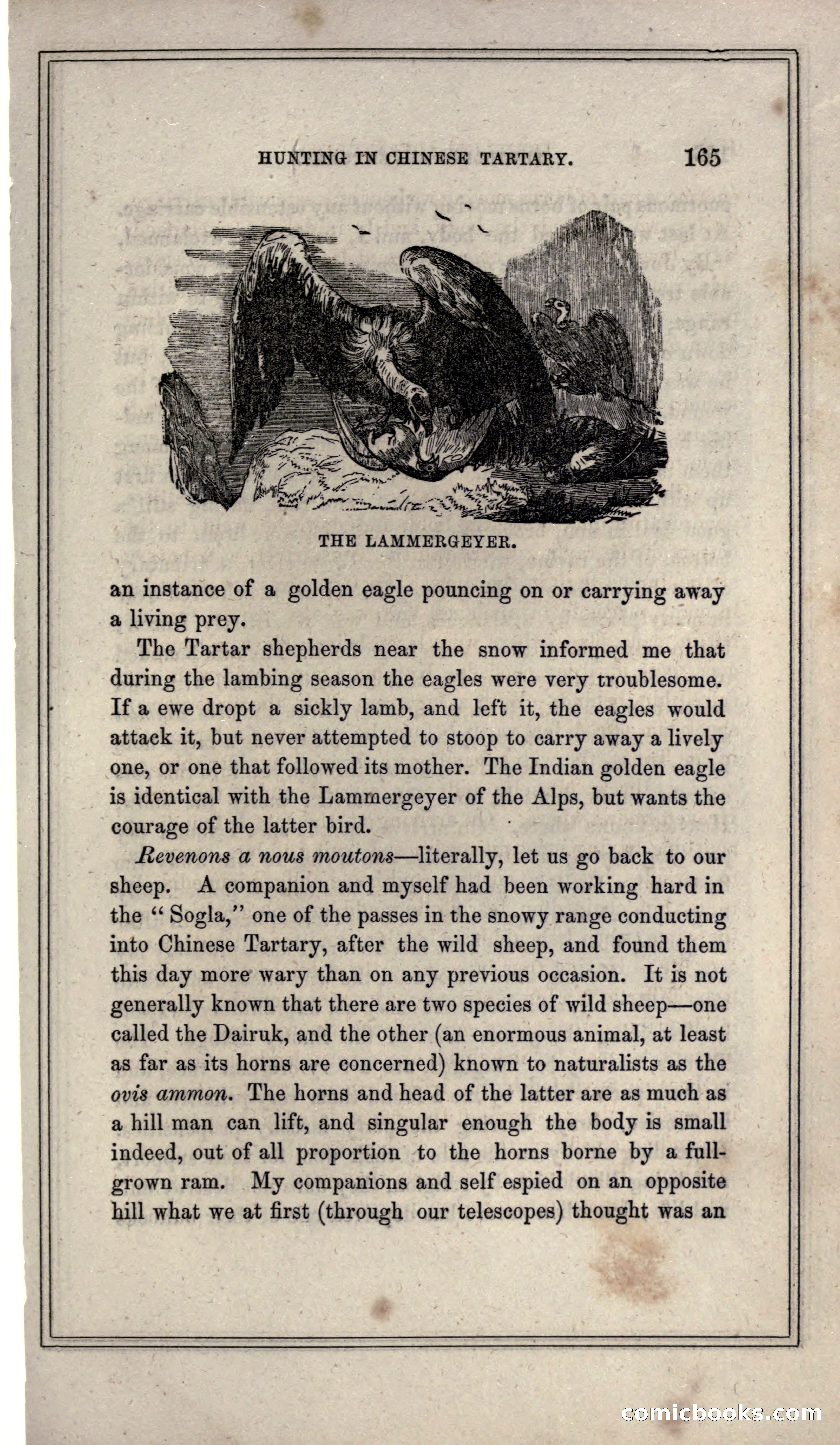 Thrilling Adventures of Hunters, in the Old World and the New — page 177 of 399