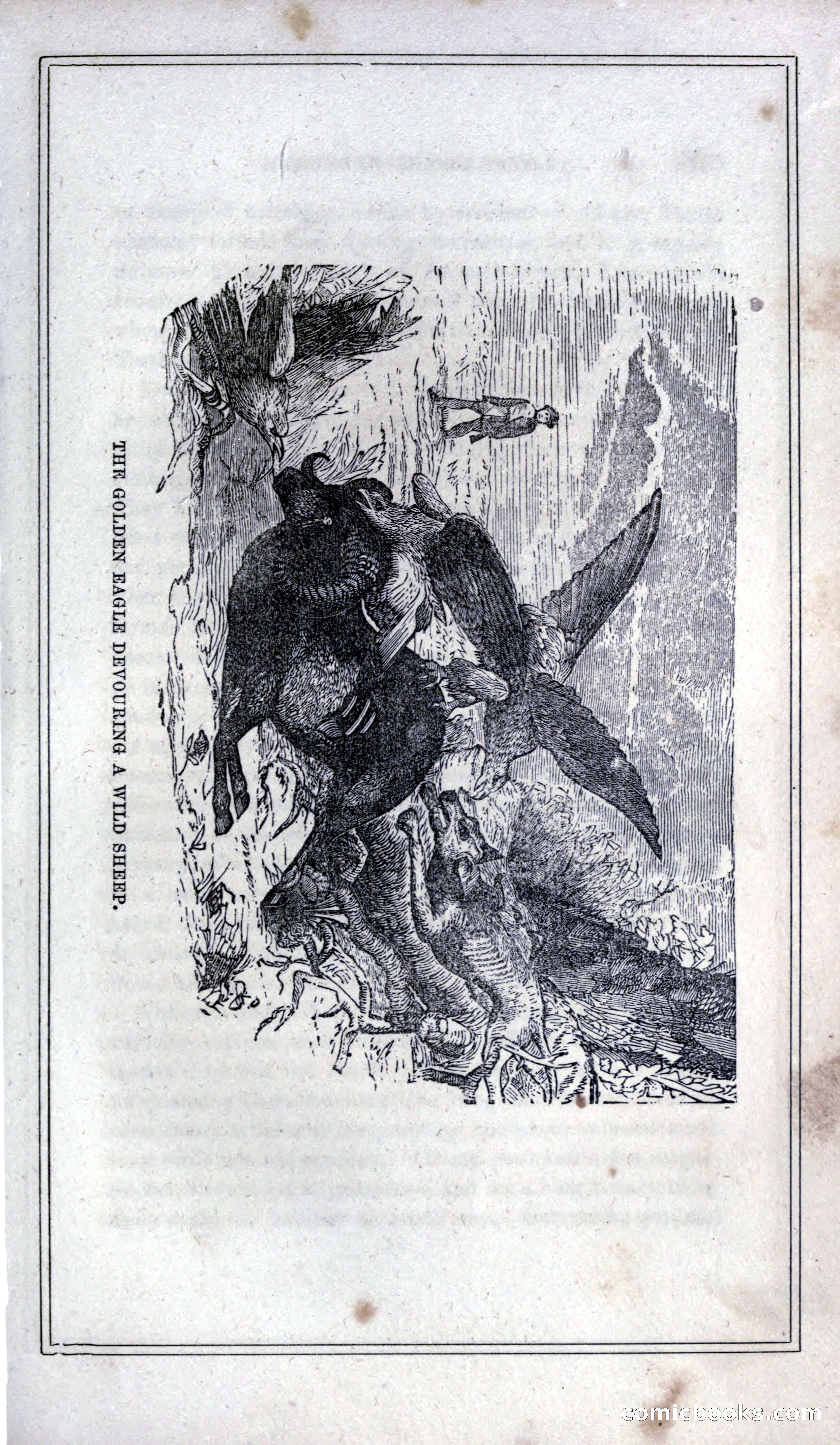 Thrilling Adventures of Hunters, in the Old World and the New — page 179 of 399