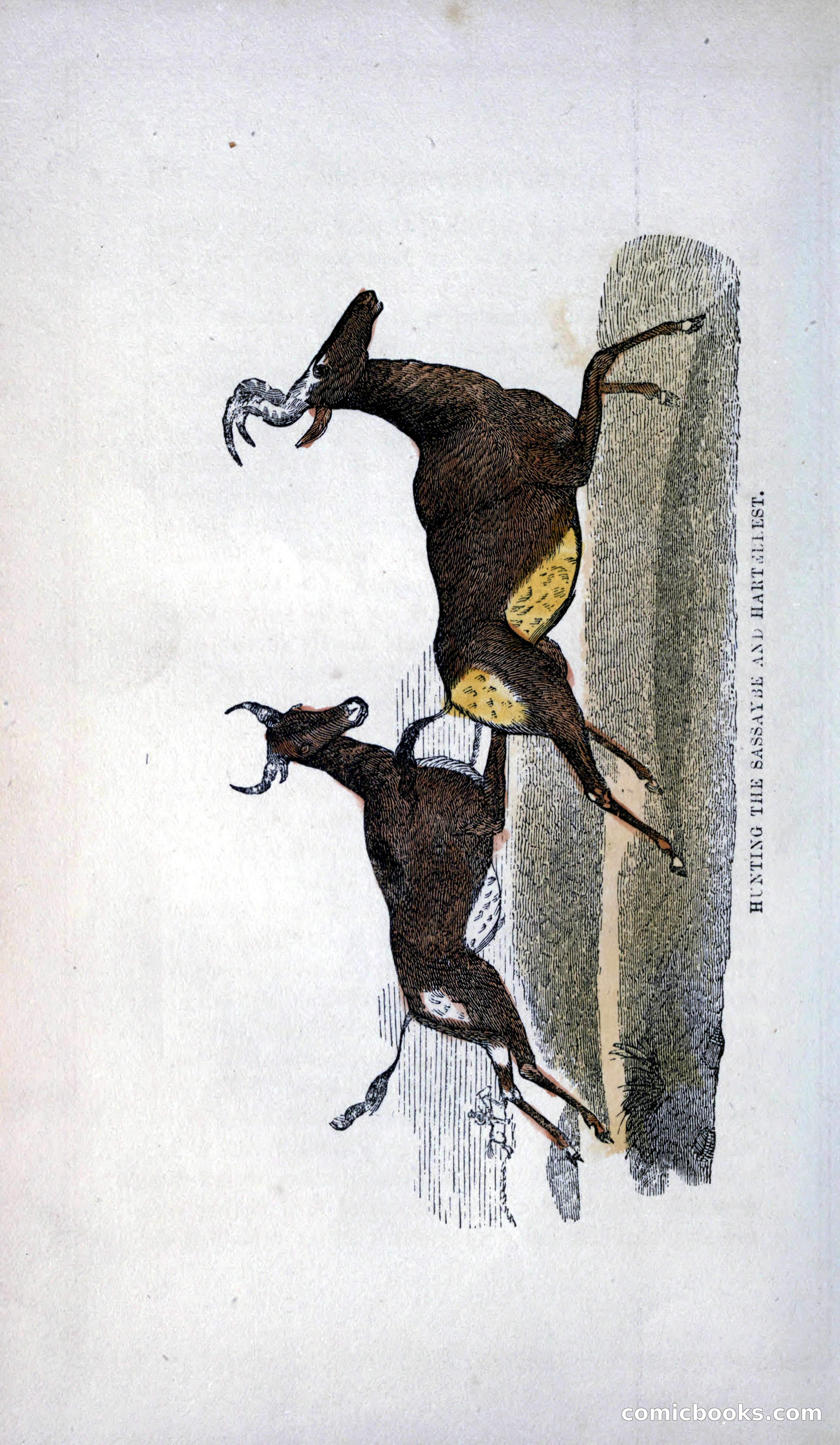 Thrilling Adventures of Hunters, in the Old World and the New — page 216 of 399