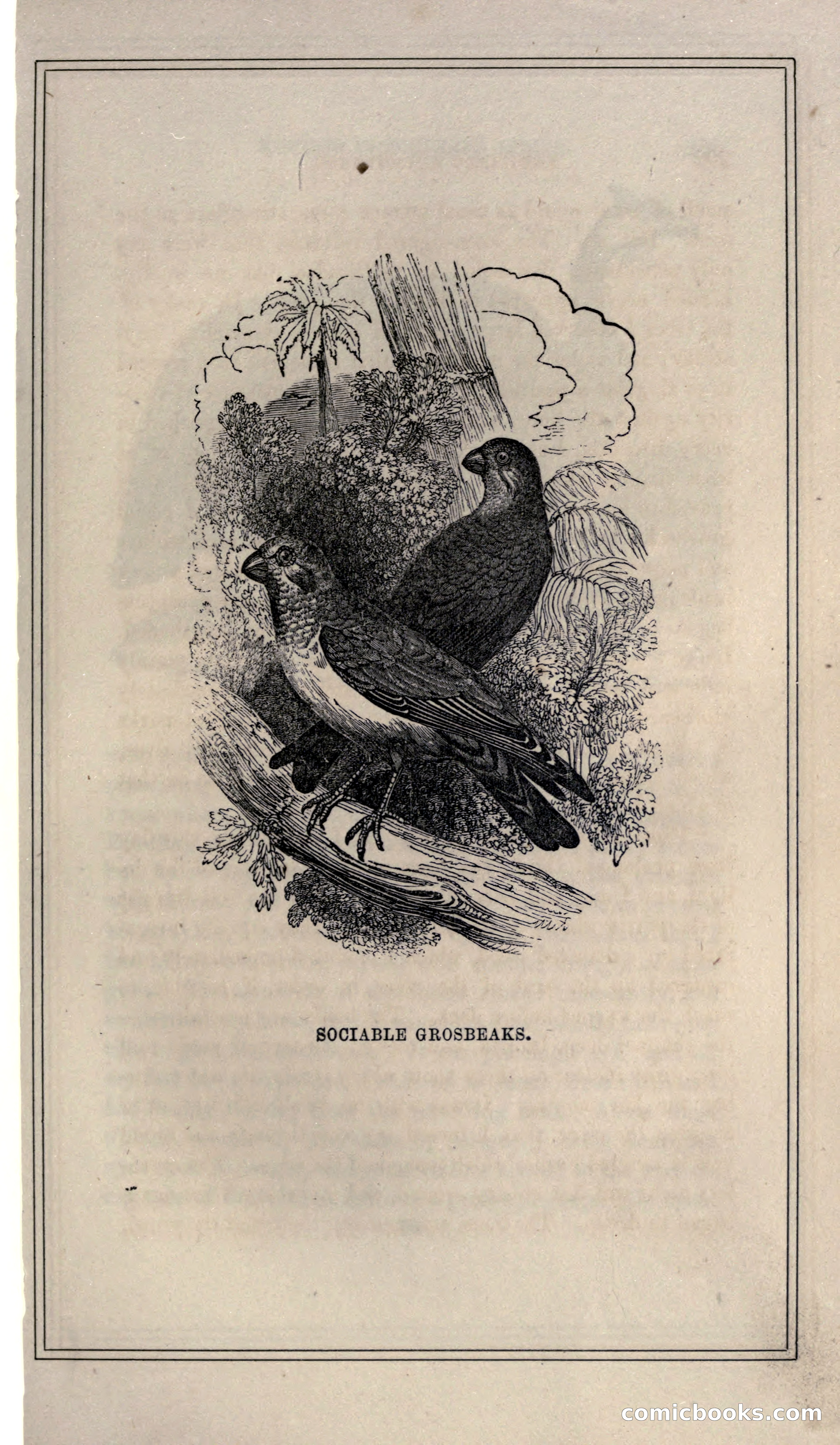 Thrilling Adventures of Hunters, in the Old World and the New — page 219 of 399