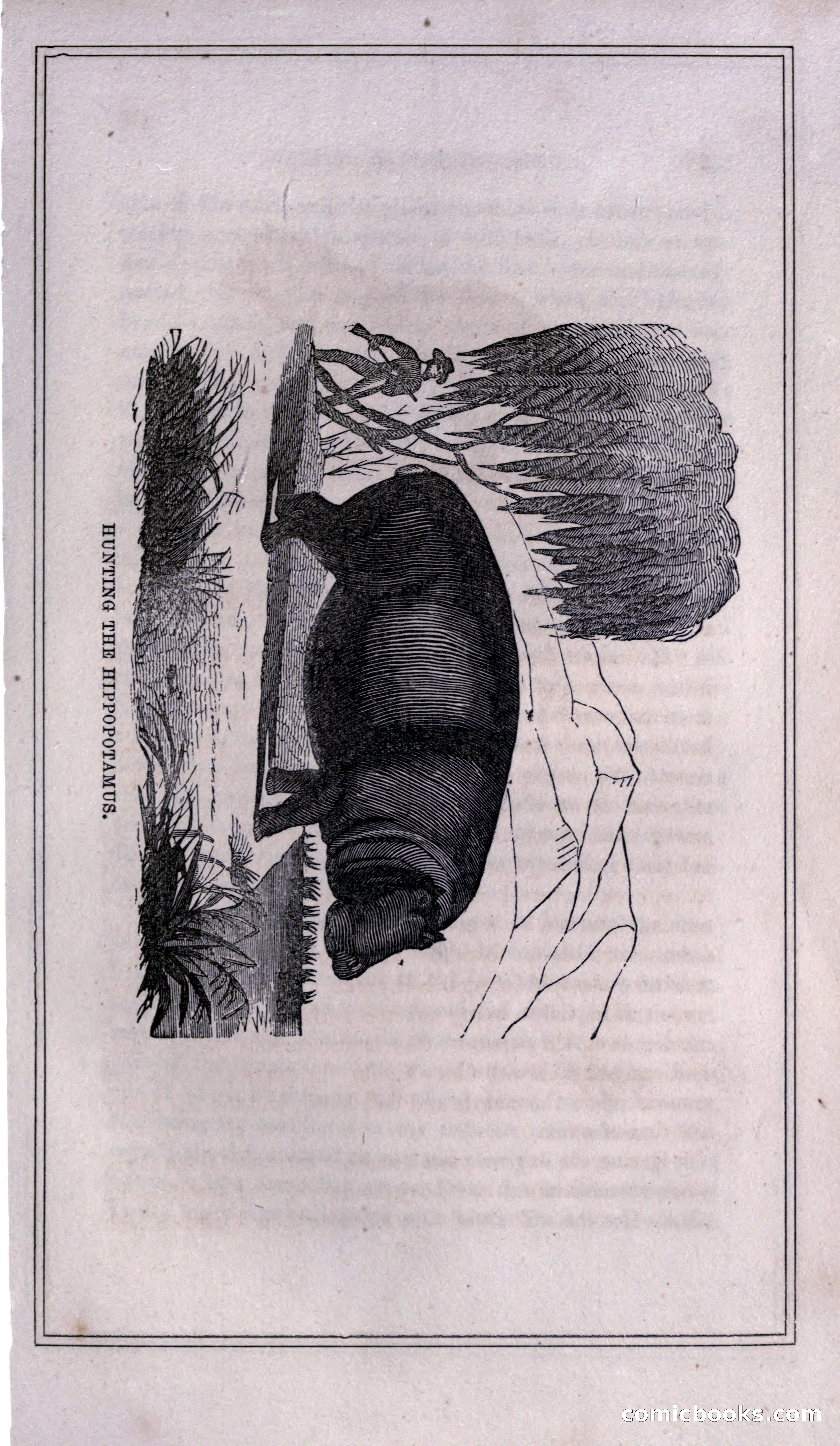 Thrilling Adventures of Hunters, in the Old World and the New — page 239 of 399