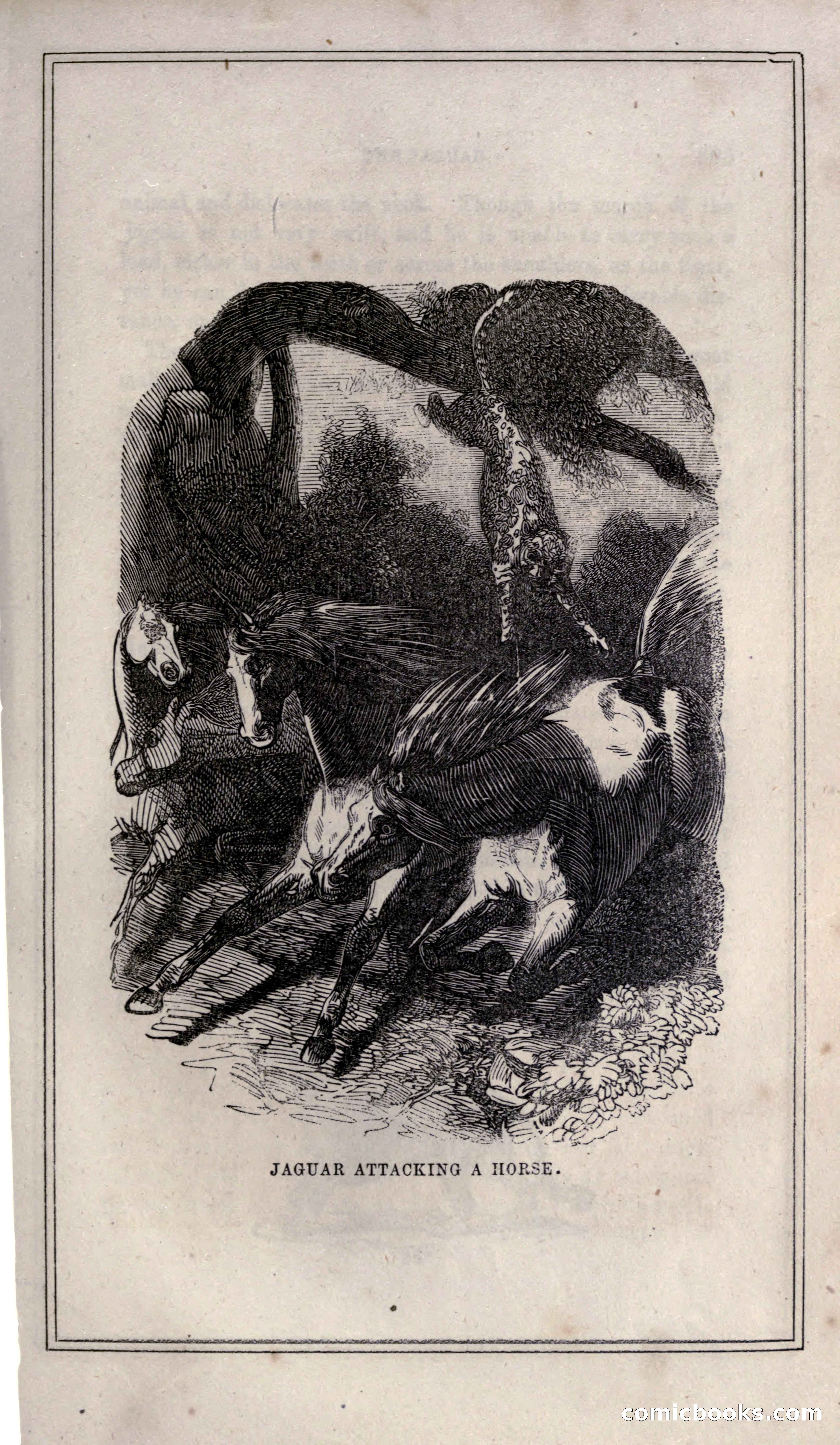 Thrilling Adventures of Hunters, in the Old World and the New — page 321 of 399