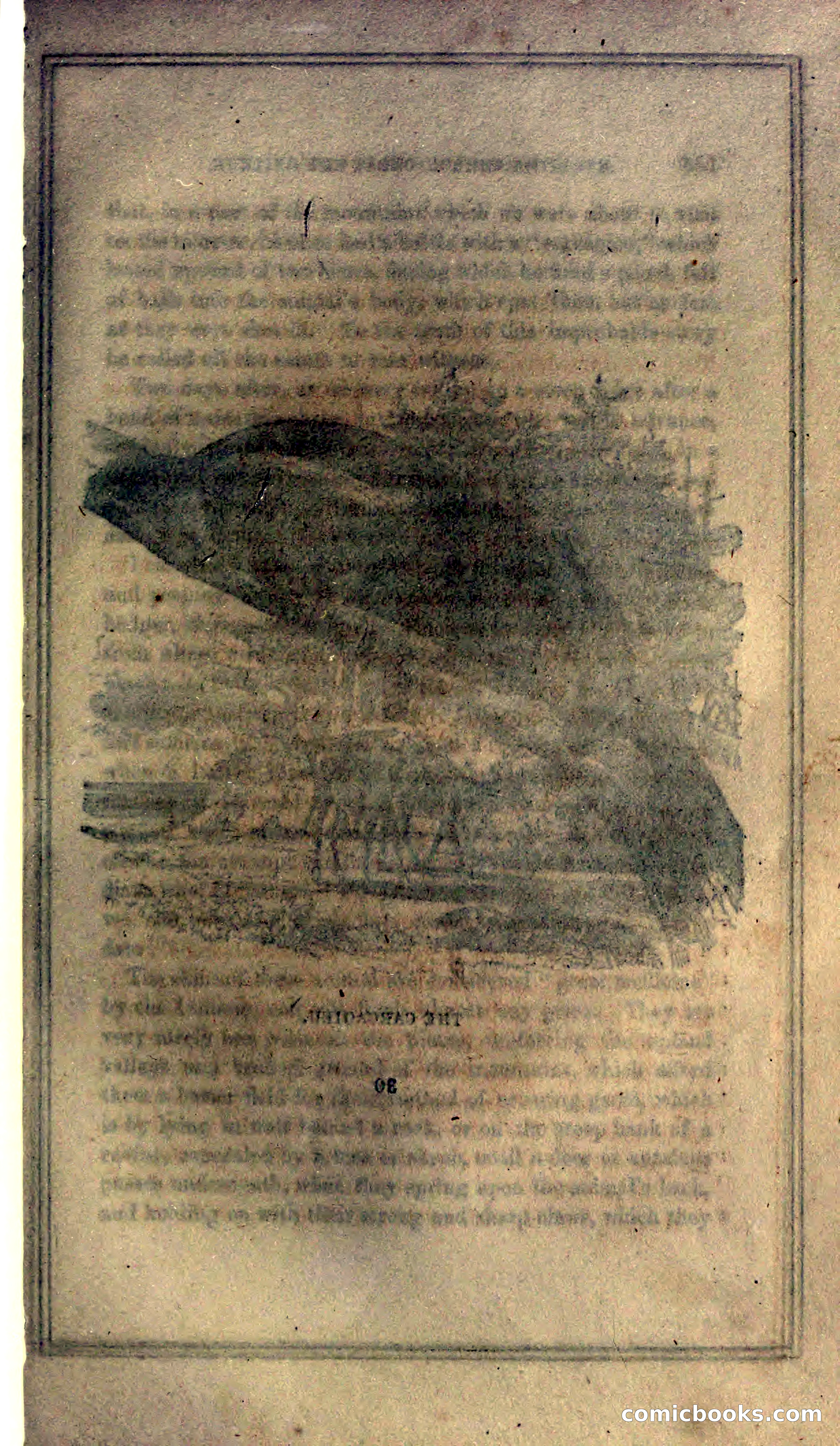 Thrilling Adventures of Hunters, in the Old World and the New — page 369 of 399
