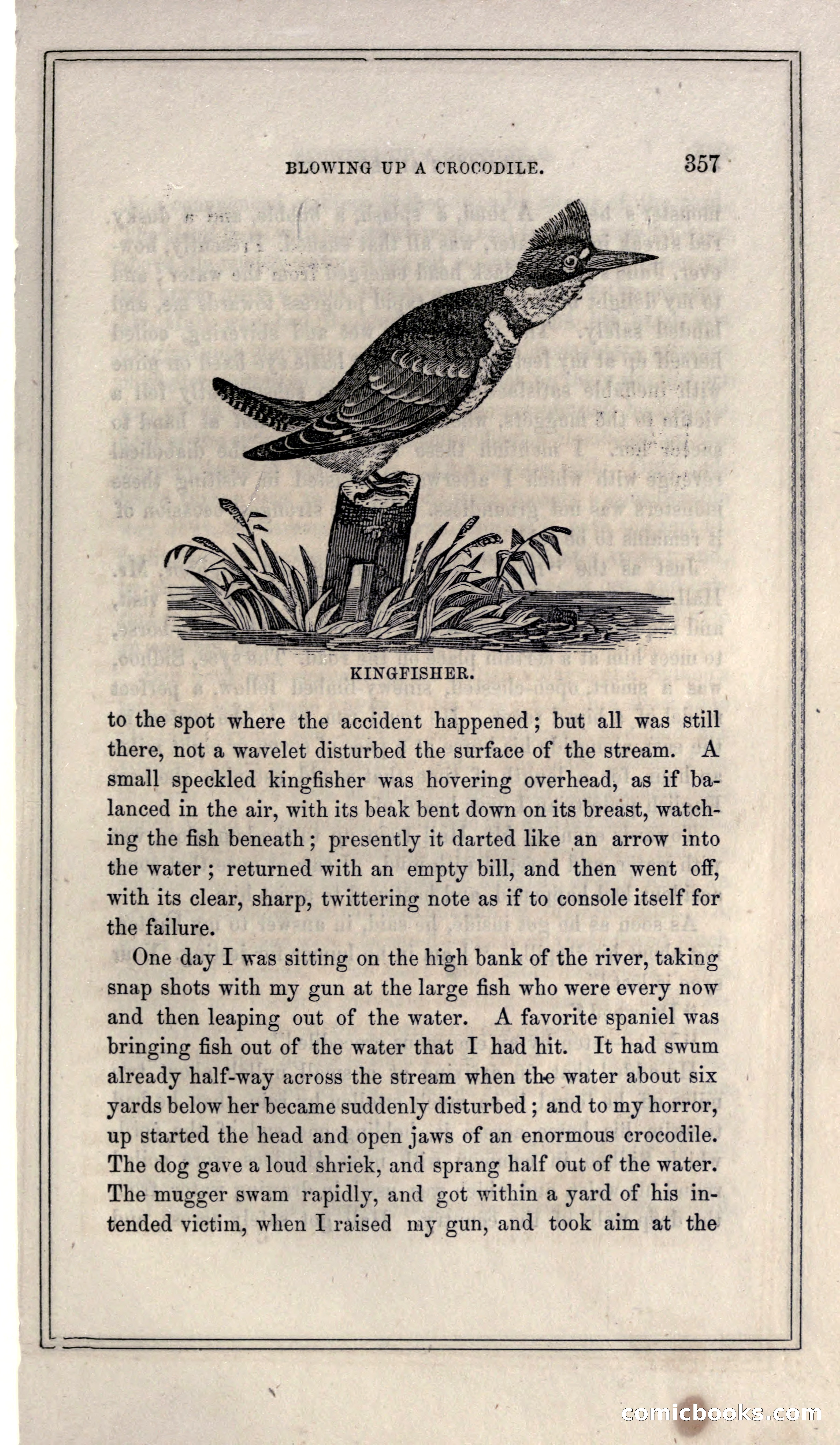 Thrilling Adventures of Hunters, in the Old World and the New — page 377 of 399