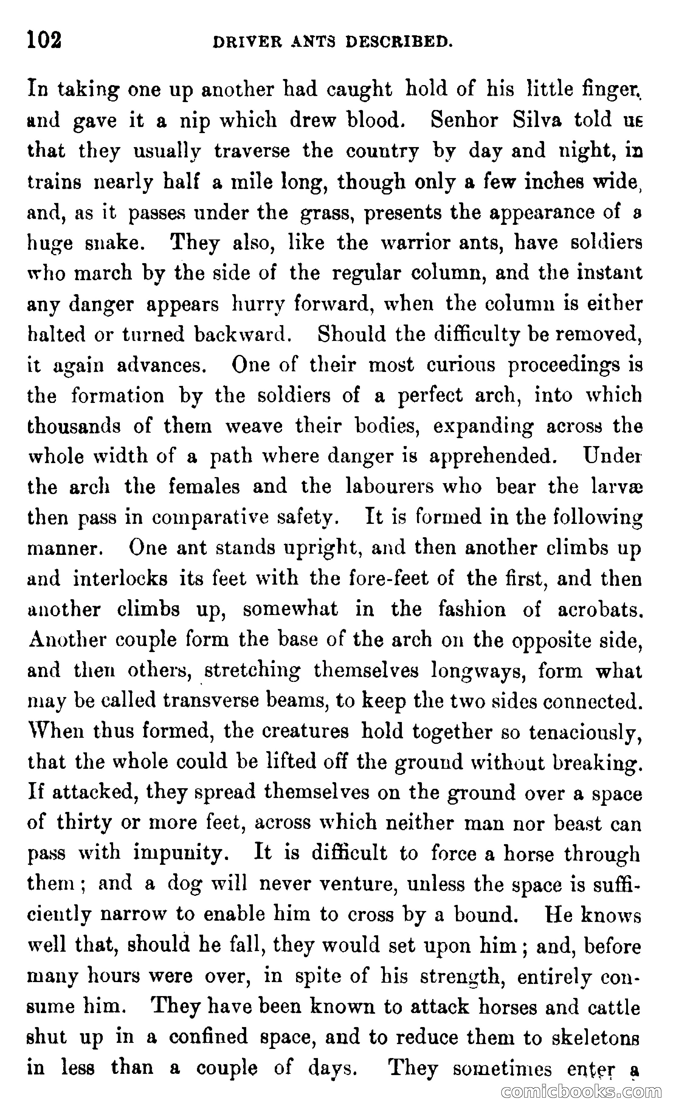 In the Wilds of Africa — page 102 of 400