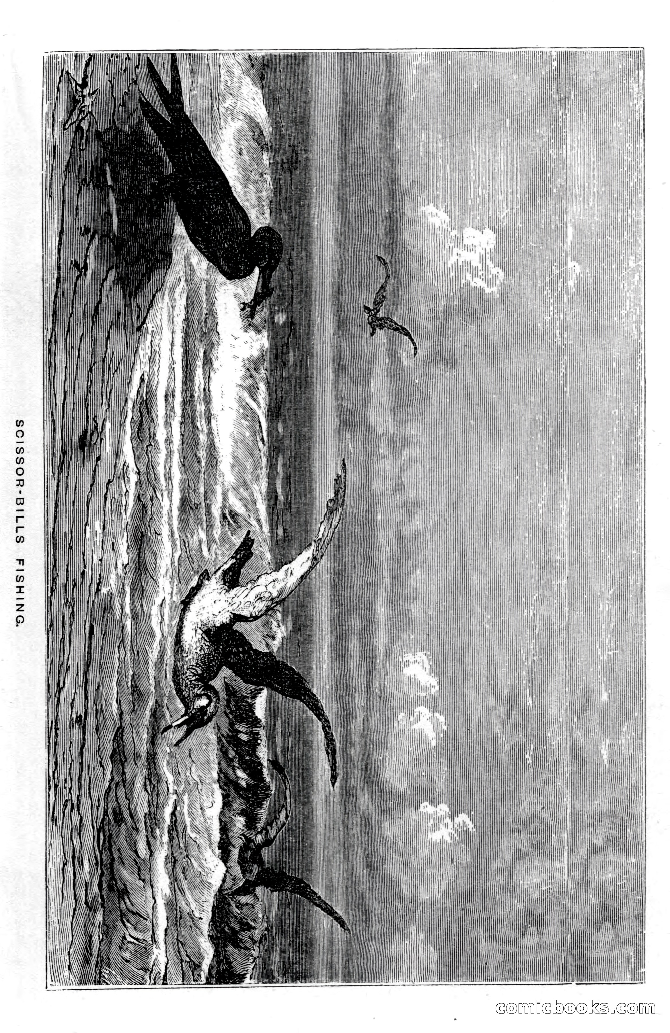 In the Wilds of Florida — page 39 of 400