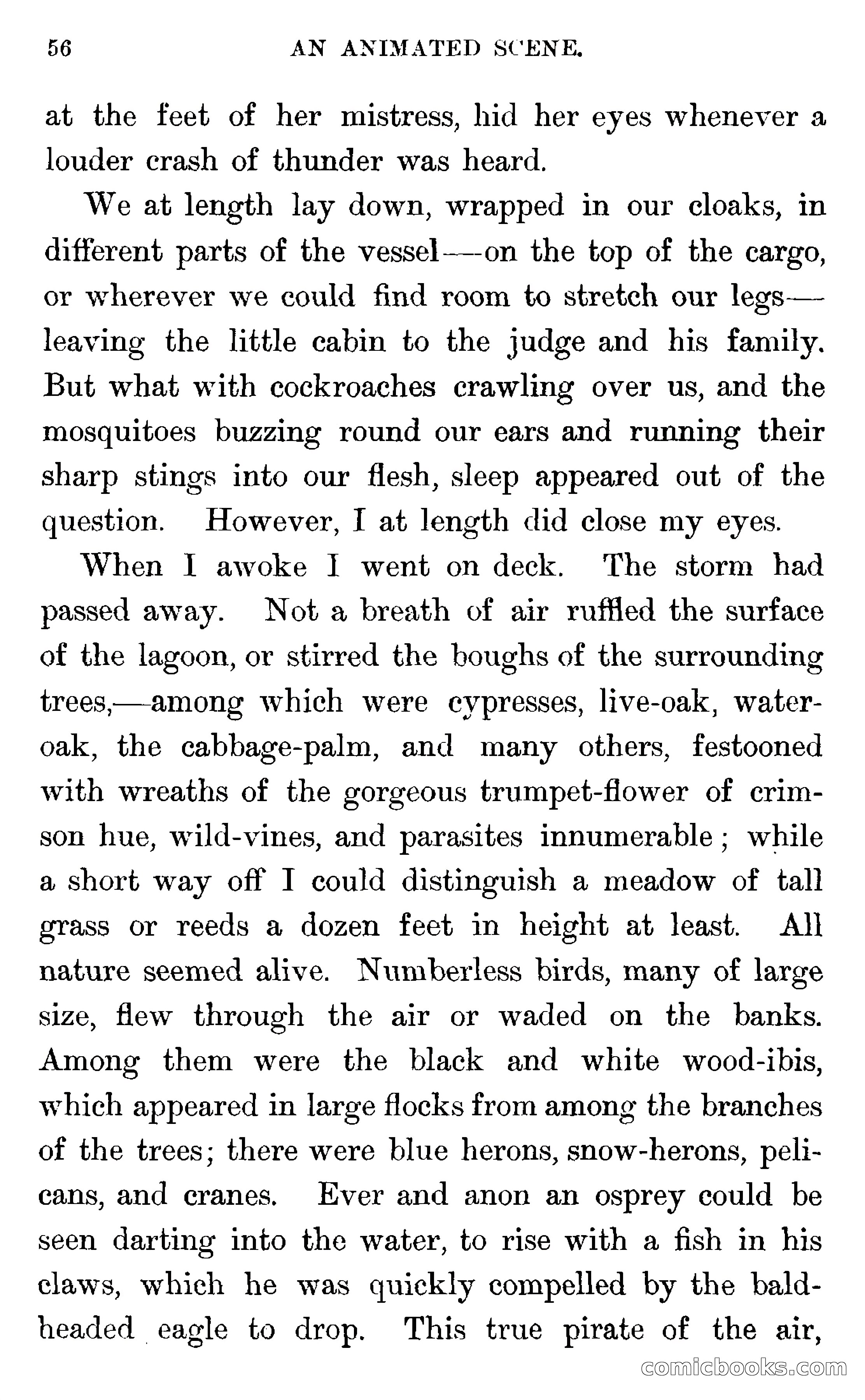 In the Wilds of Florida — page 58 of 400