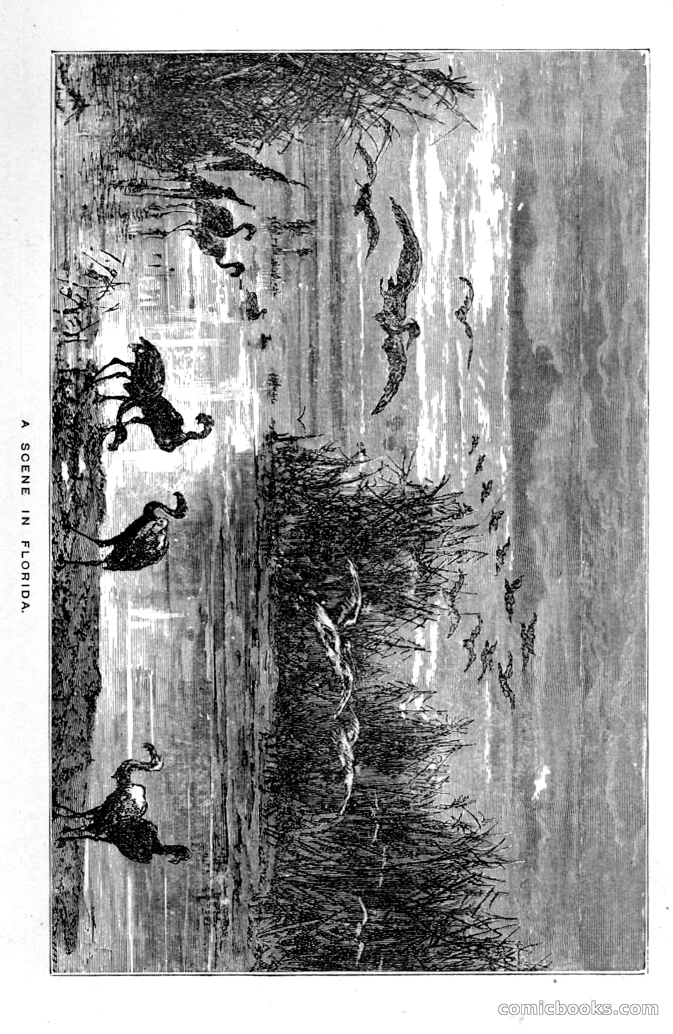 In the Wilds of Florida — page 117 of 400