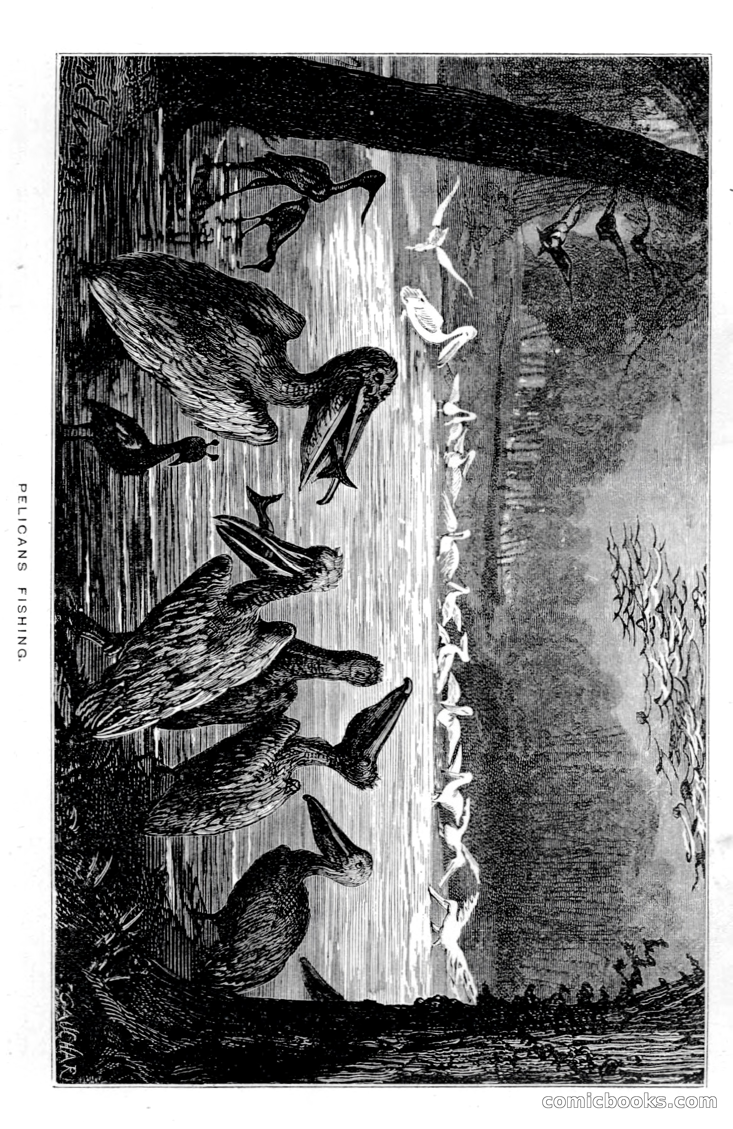 In the Wilds of Florida — page 131 of 400