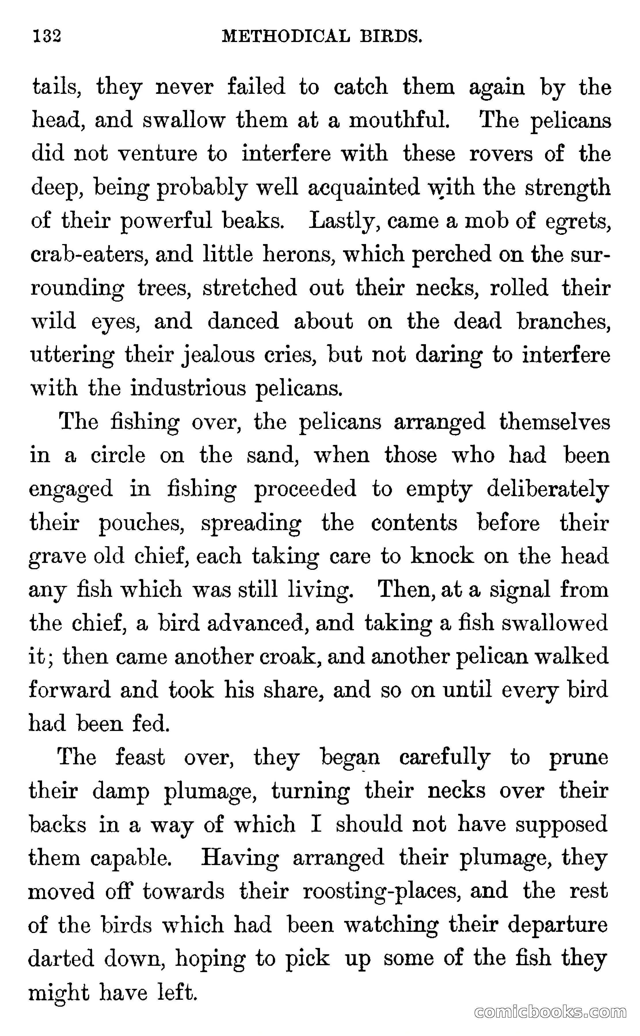 In the Wilds of Florida — page 134 of 400