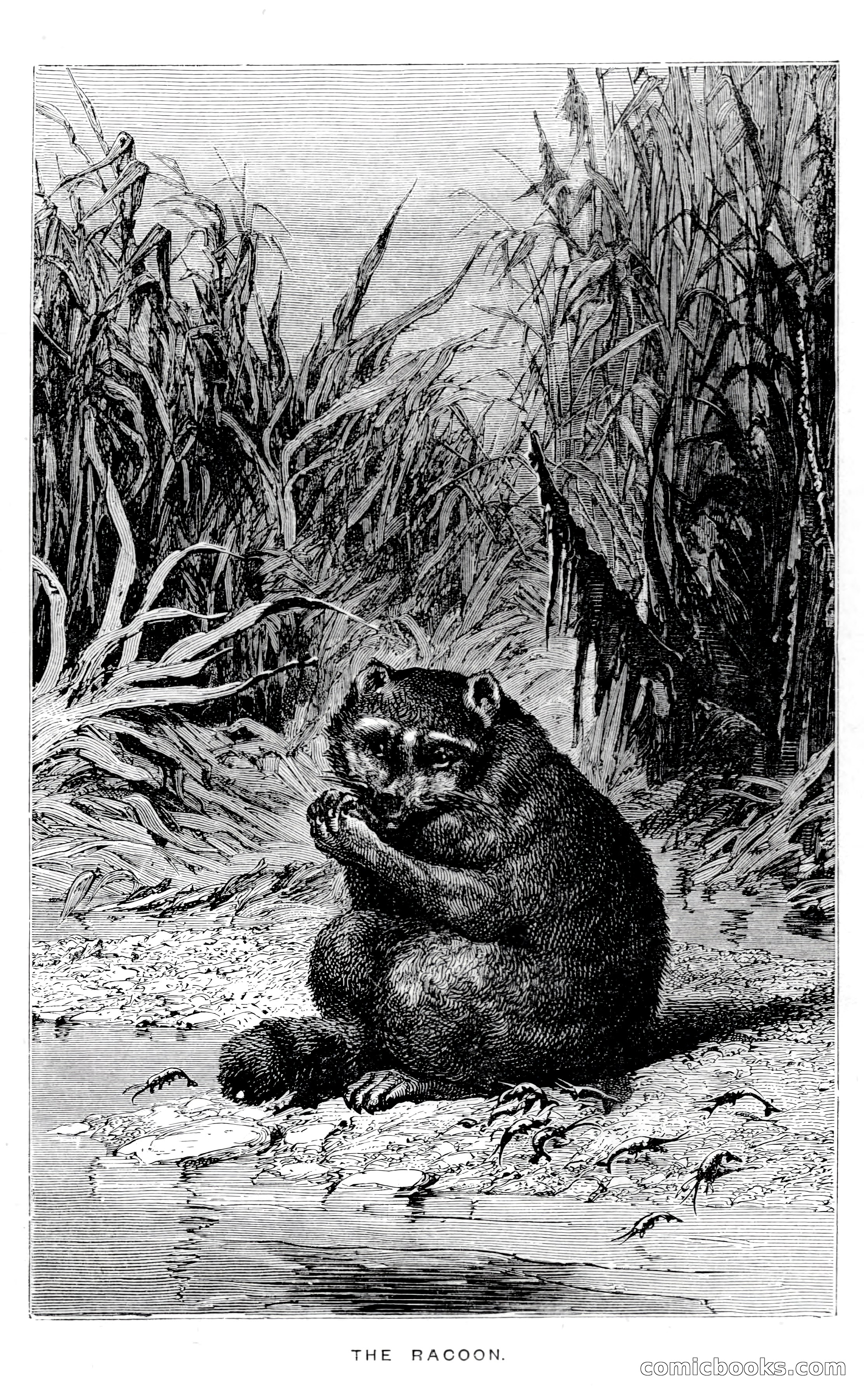 In the Wilds of Florida — page 141 of 400