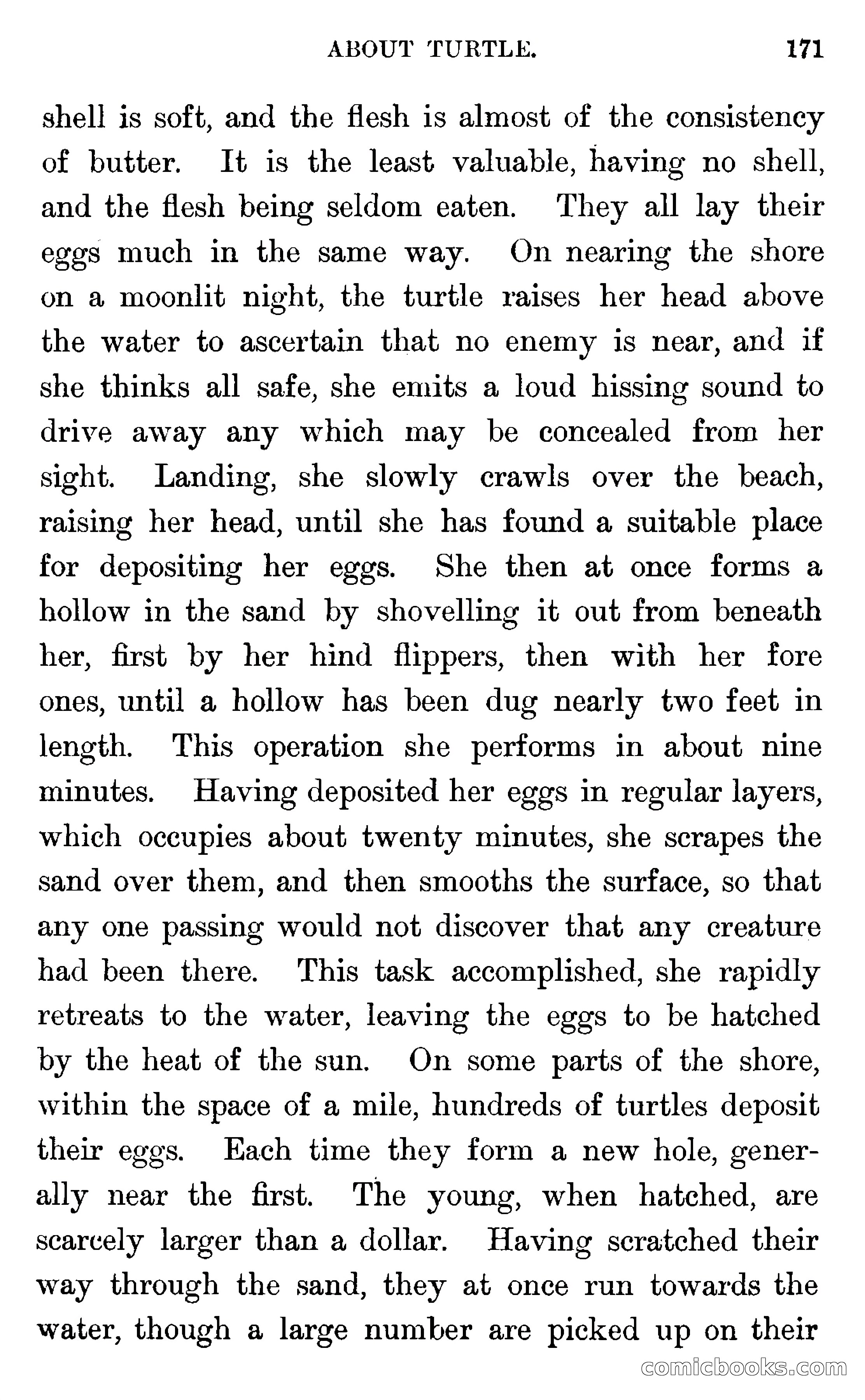 In the Wilds of Florida — page 173 of 400