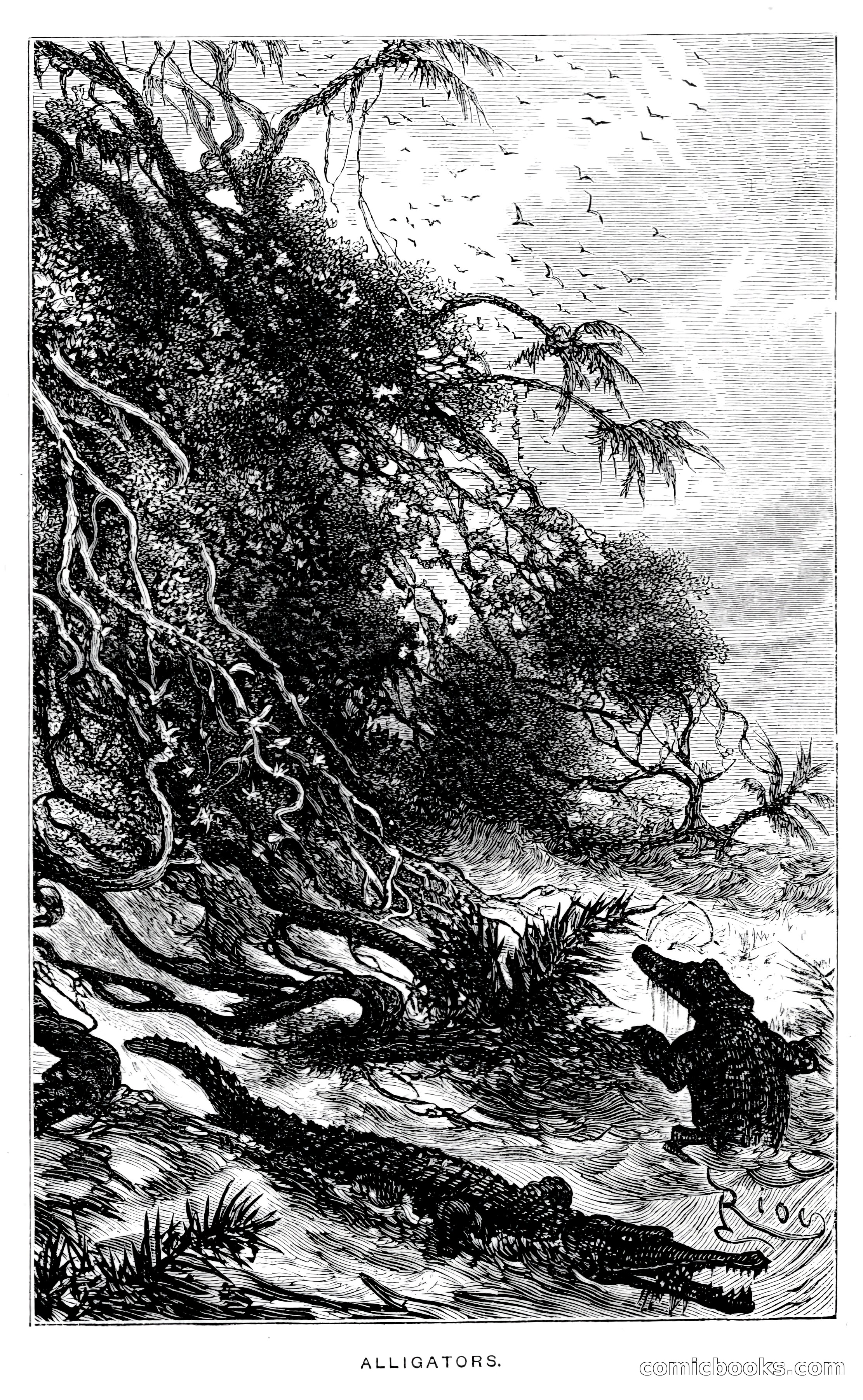 In the Wilds of Florida — page 185 of 400