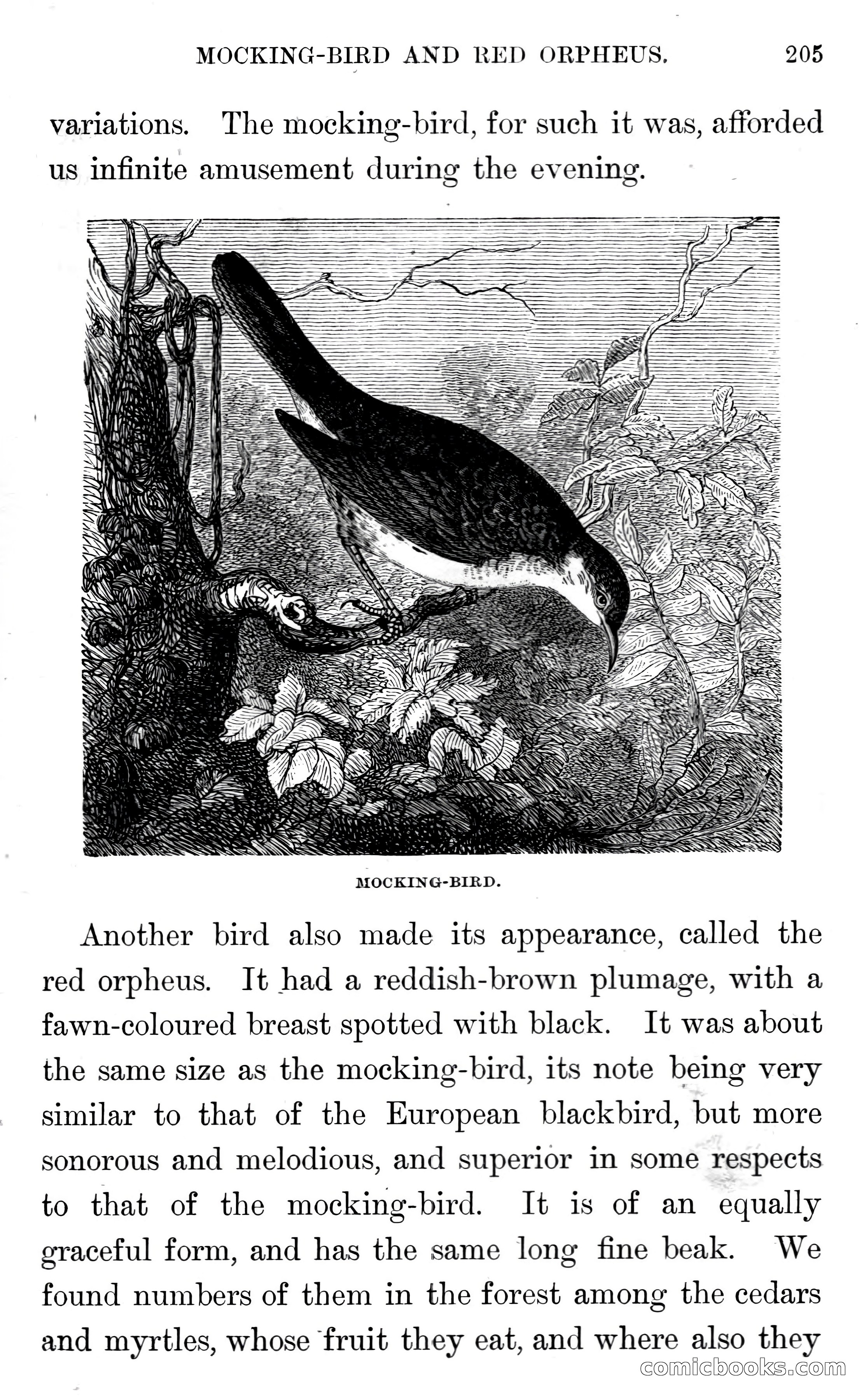 In the Wilds of Florida — page 207 of 400