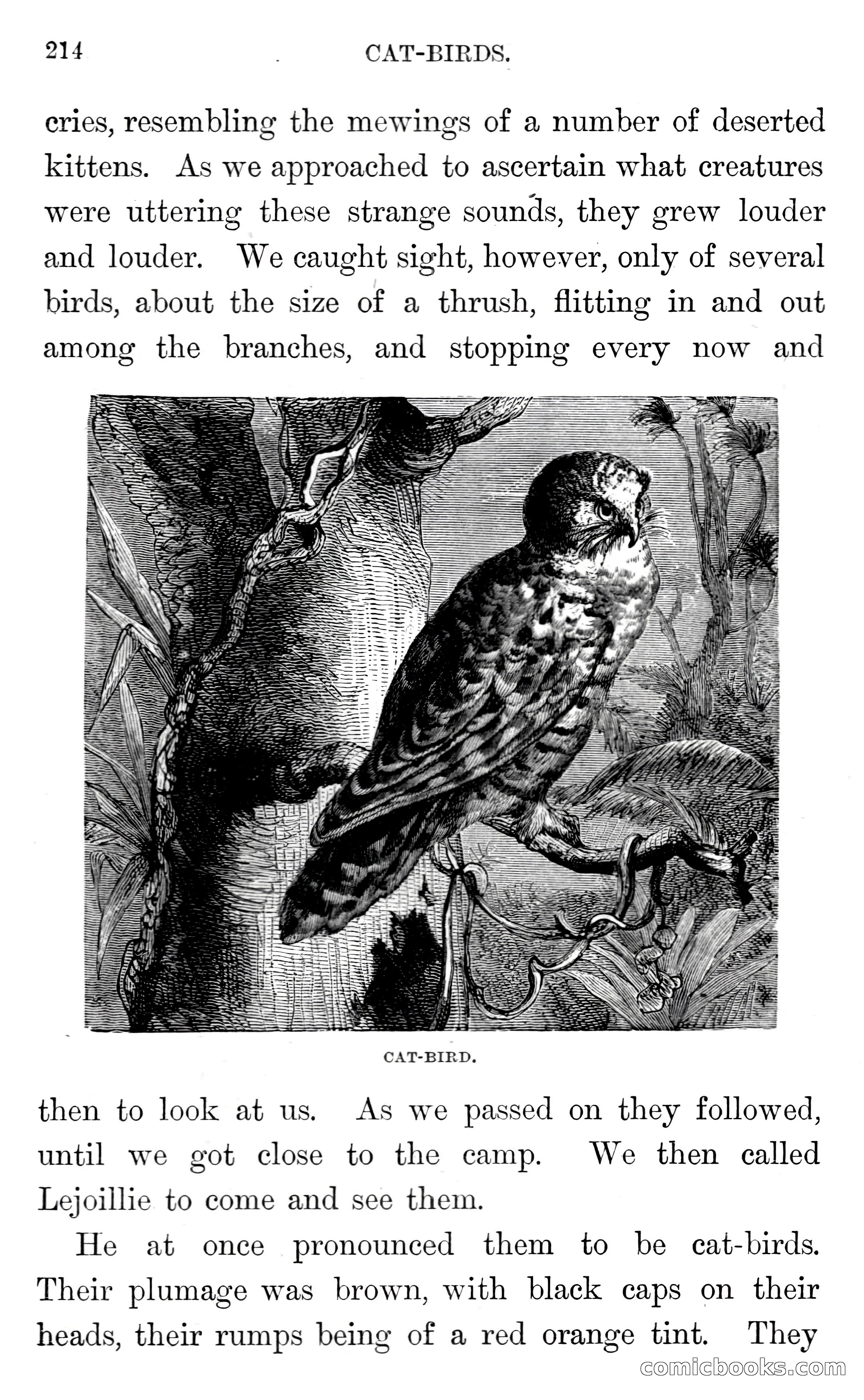 In the Wilds of Florida — page 216 of 400