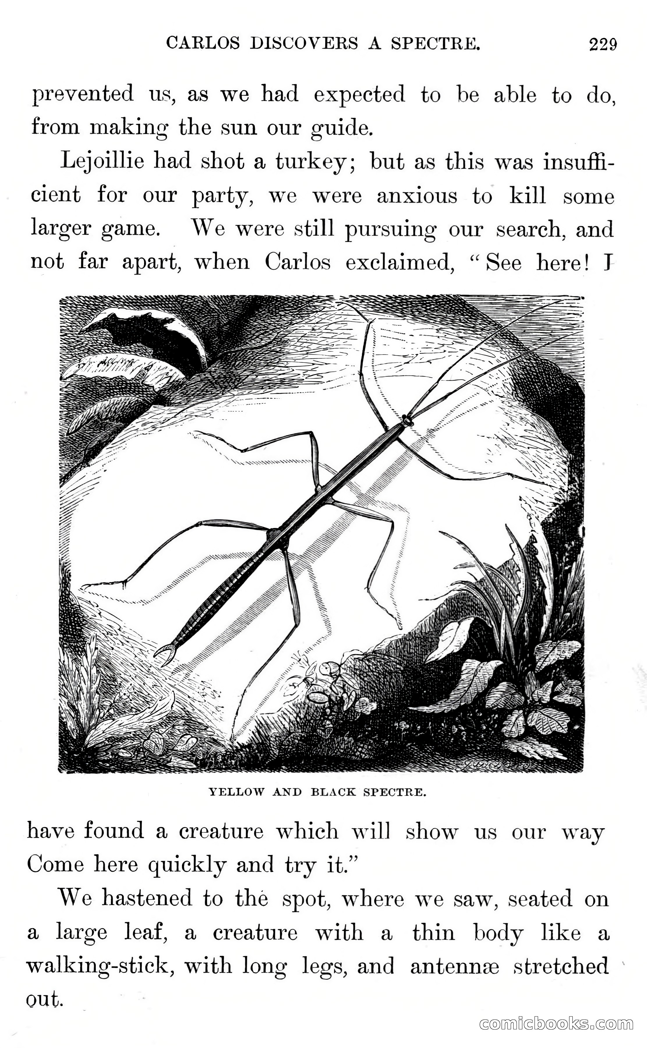 In the Wilds of Florida — page 231 of 400