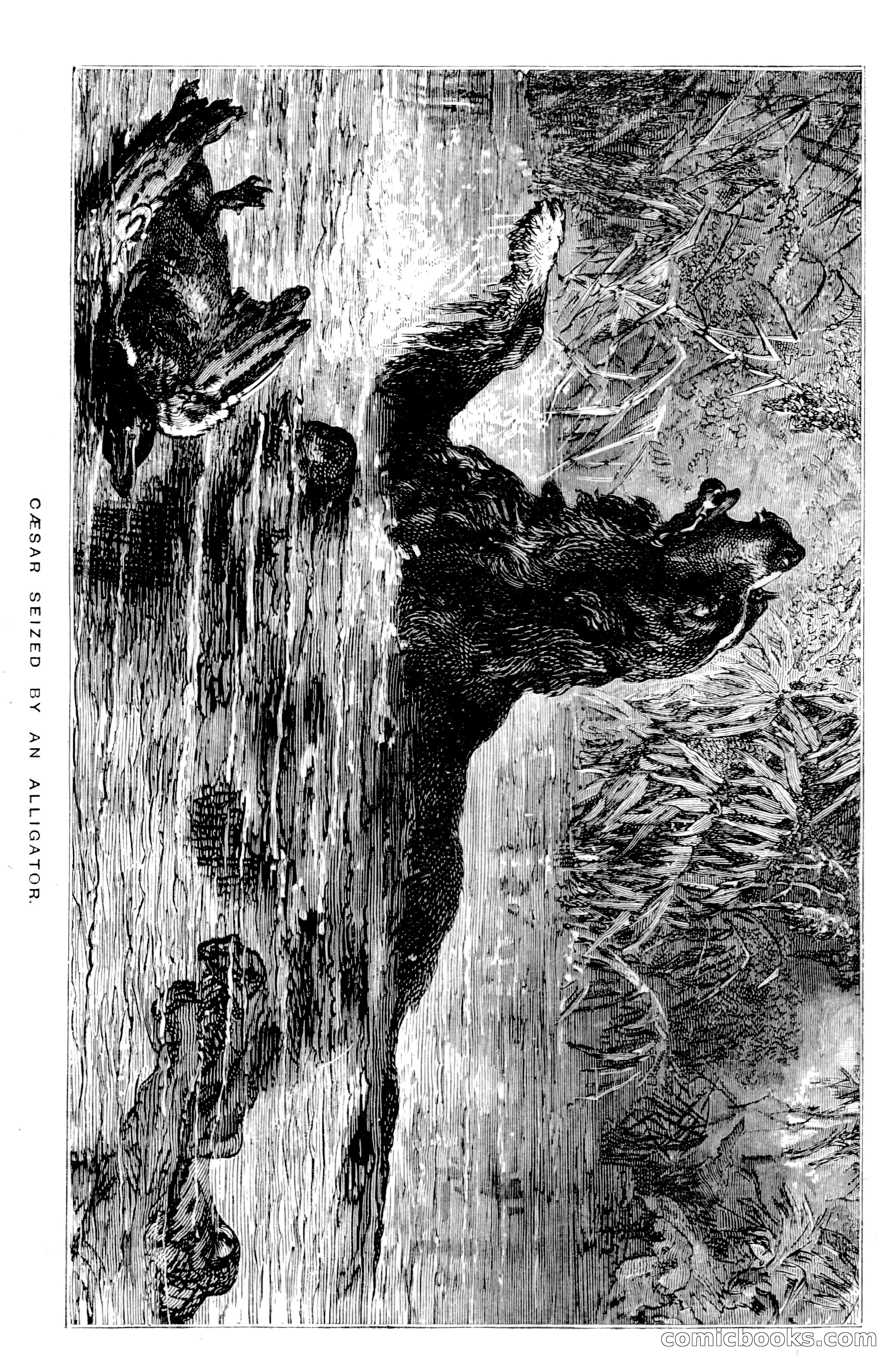 In the Wilds of Florida — page 265 of 400