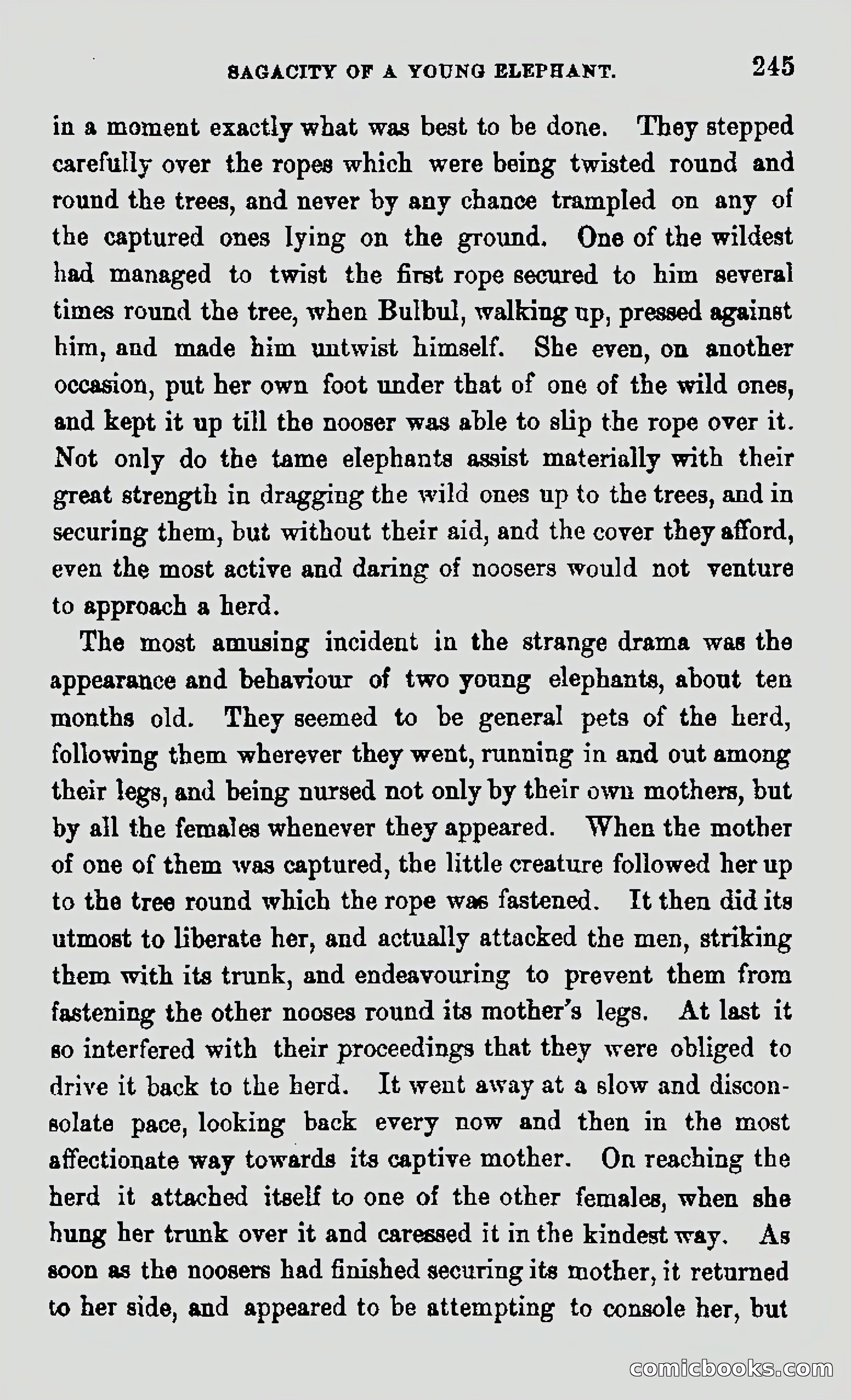 My First Voyage to Southern Seas — page 247 of 400