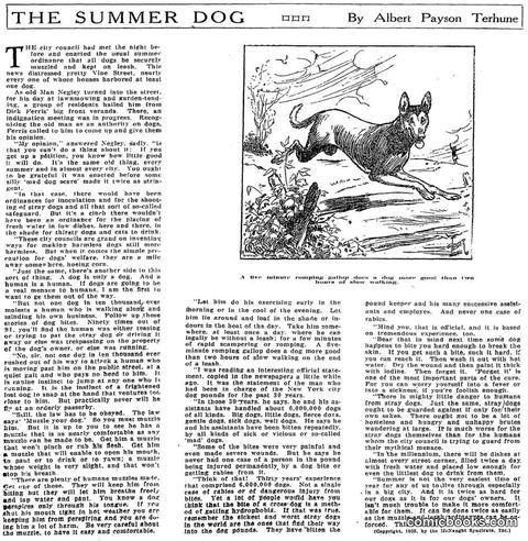 The Summer Dog