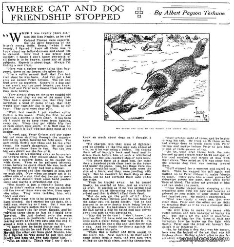 Where Cat and Dog Friendship Stopped