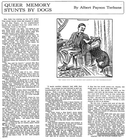 Queer Memory Stunts by Dogs