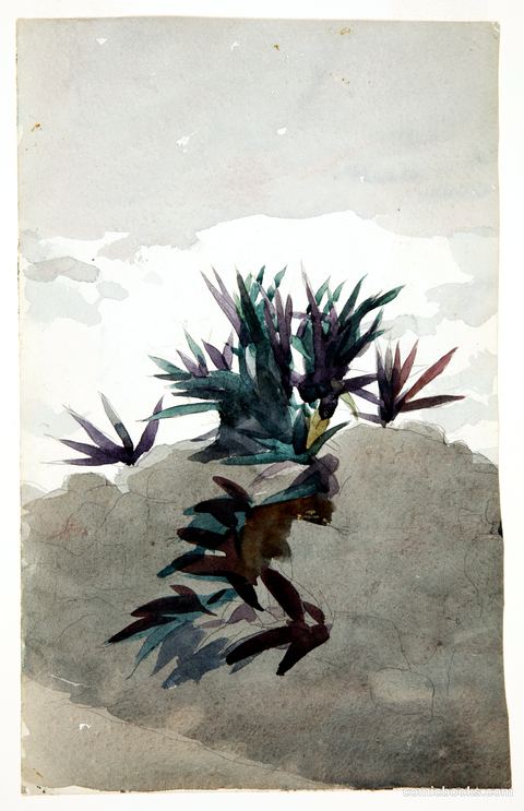 Hillside with Clumps of Maguey