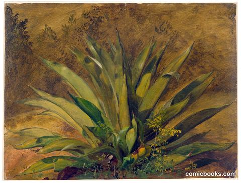 Century Plant, Jamaica