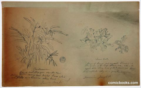 Botanical Studies from Jamaica