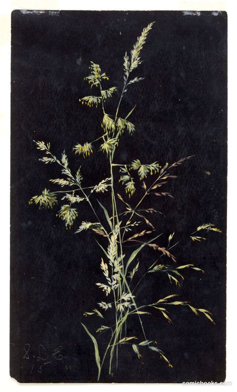 Study of Grass in Seed