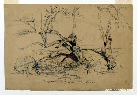 Study, Trees, Santa Barbara, California