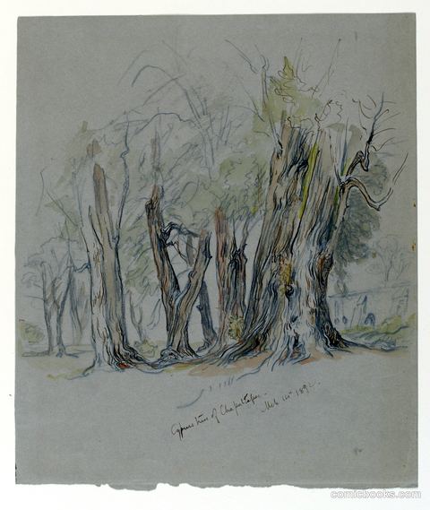 Cypress Trees of Chapultepec, Mexico