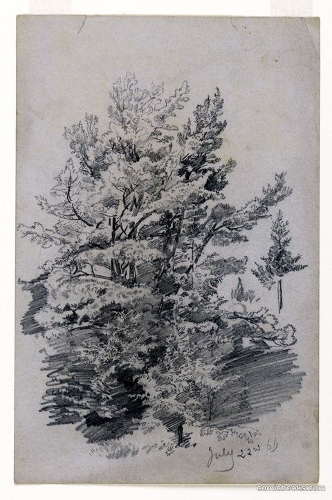 Study of Foliage