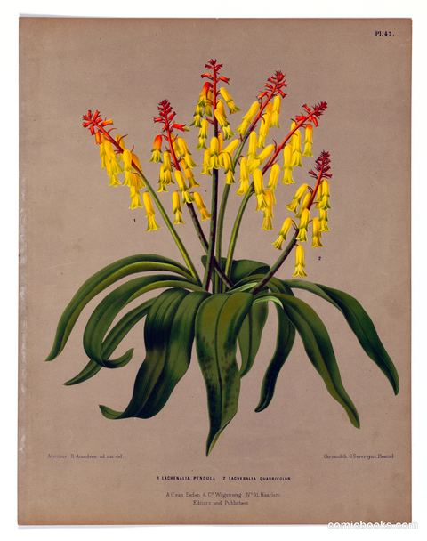 Lachenalia Pendula and Lachenalia Quadricolor