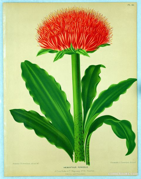 Haemanthus Puniceus