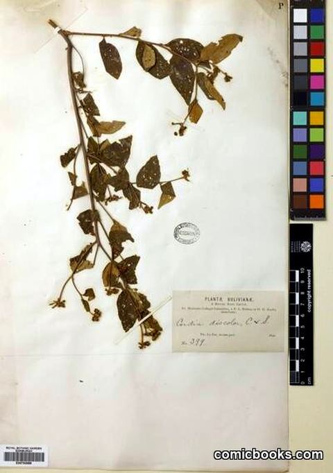 Cordia discolor Cham.