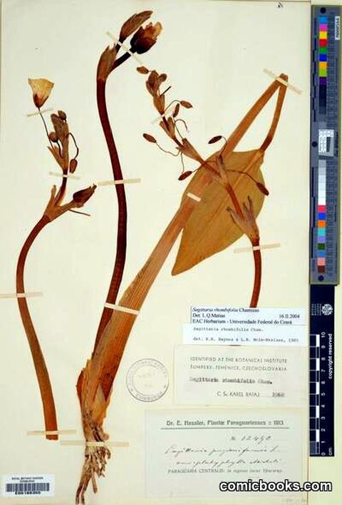 Sagittaria rhombifolia Cham.