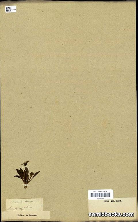 Campanula lasiocarpa Cham. — Herbarium Specimen