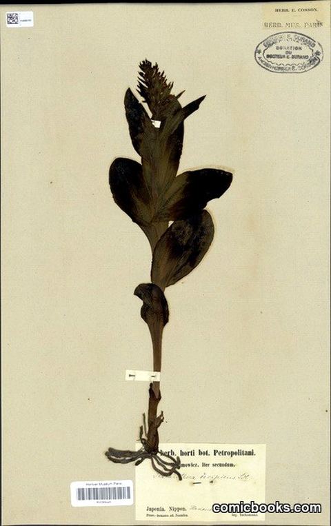 Gymnadenia camtschatica (Cham.) Miyabe & Kudô