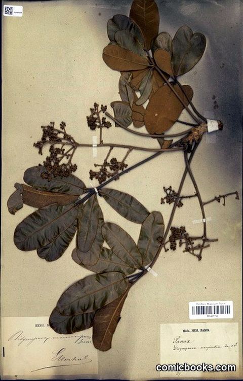 Schefflera macrocarpa (Cham. & Schltdl.) Frodin