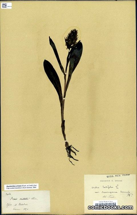 Herbarium Specimen: Orchis latifolia L. var. beeringiana Cham.