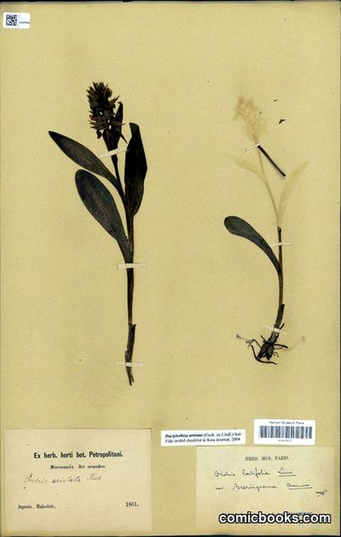 Orchis latifolia L. var. beeringiana Cham.