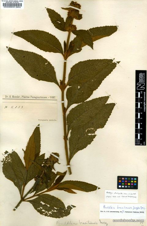 Buddleja stachyoides Cham. & Schltdl.