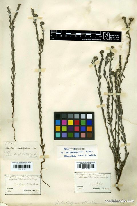 Heliotropium salicioides Cham. — Herbarium Type Specimen