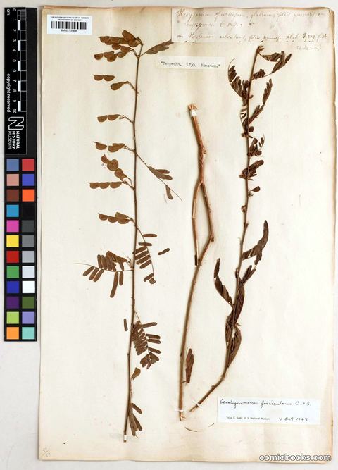Aeschynomene fascicularis Cham. & Schltdl.