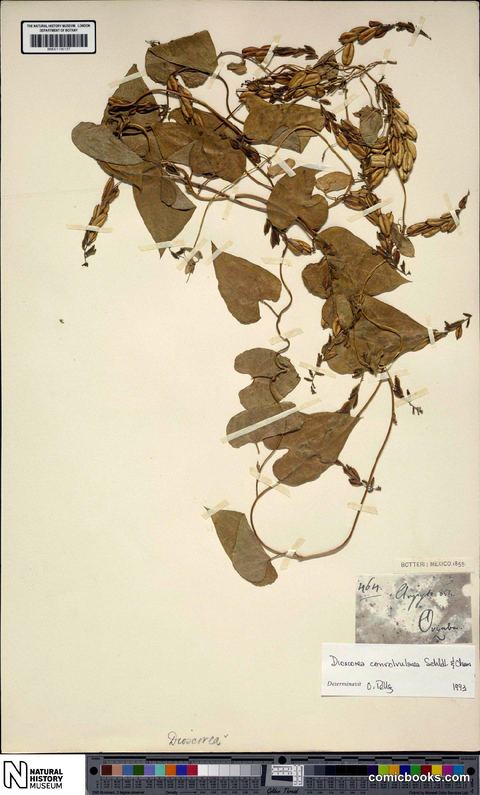 Dioscorea convolvulacea Cham. & Schltdl.