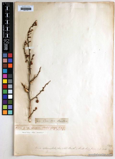 Acacia sphaerocephala Cham. & Schltdl. (Bullhorn Acacia)