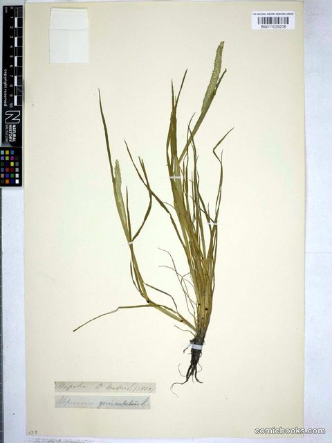 Alopecurus geniculatus L.