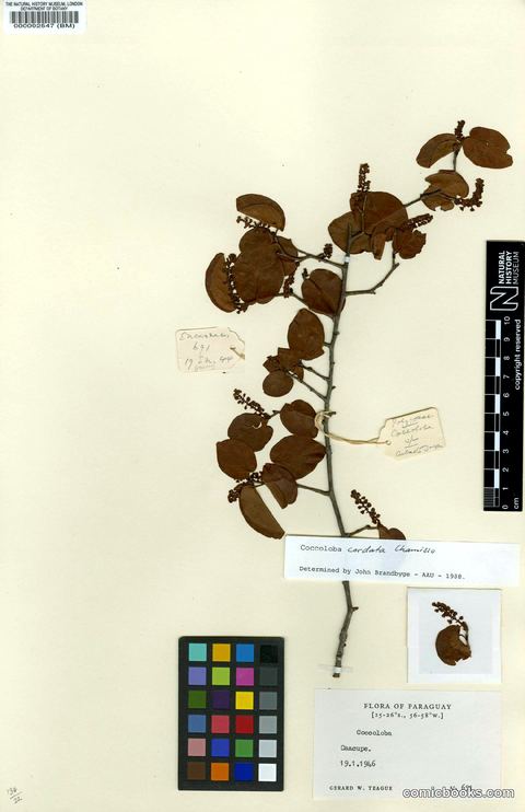 Coccoloba cordata Cham. — Herbarium Specimen, Flora of Paraguay